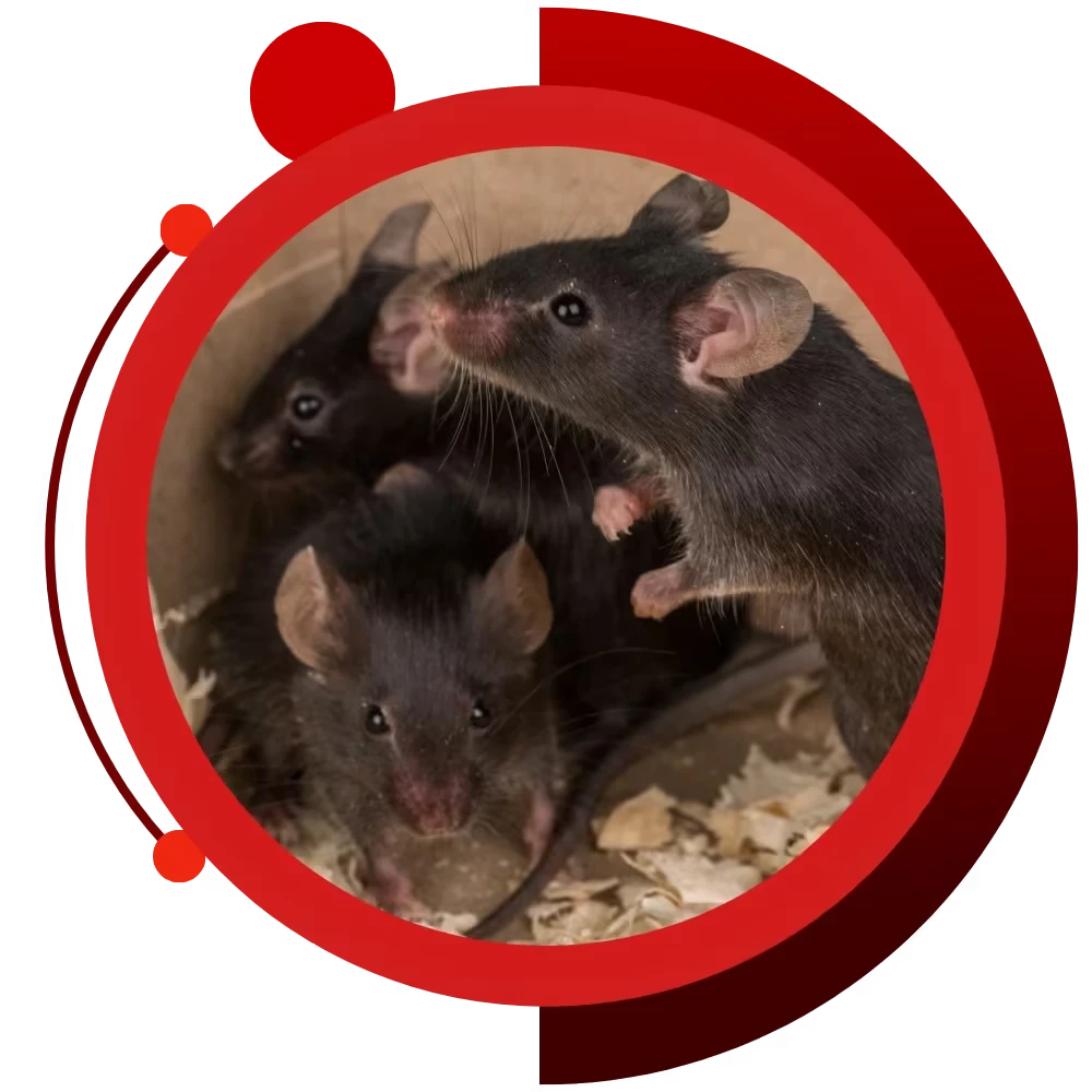 lisbon falls pest control