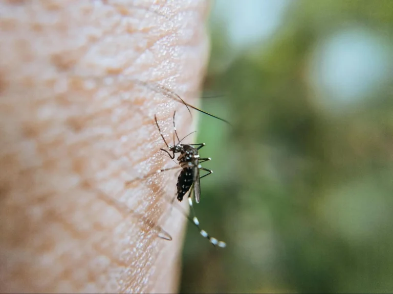 when do mosquitoes go away in maine? your guide to seasonal pest control