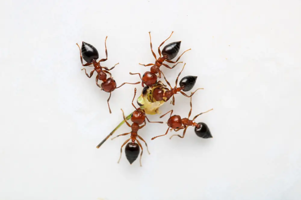different types of ants in maine