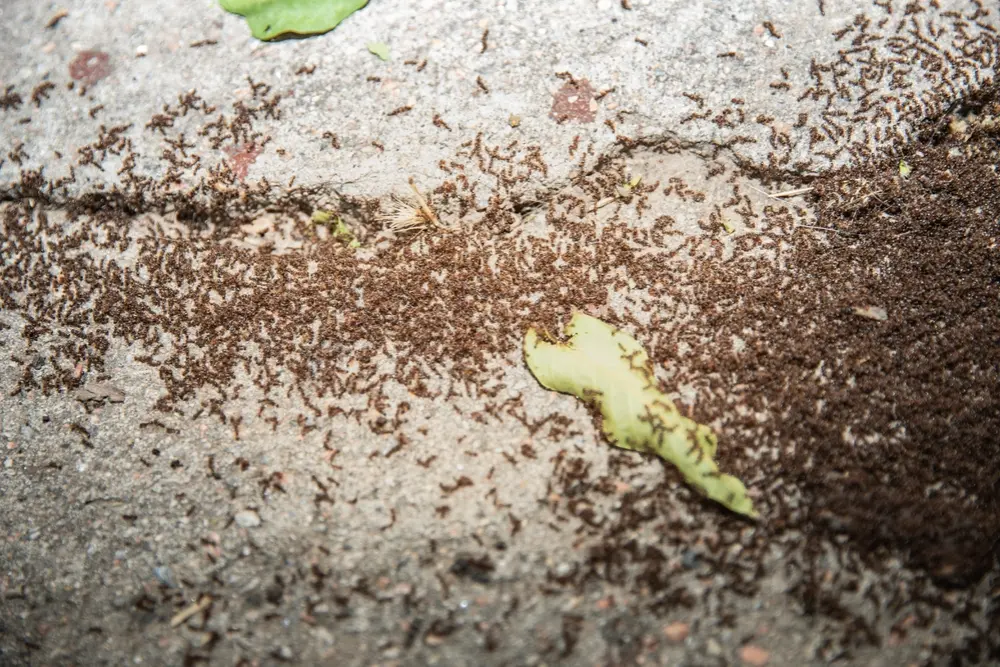 the different types of ants in maine?