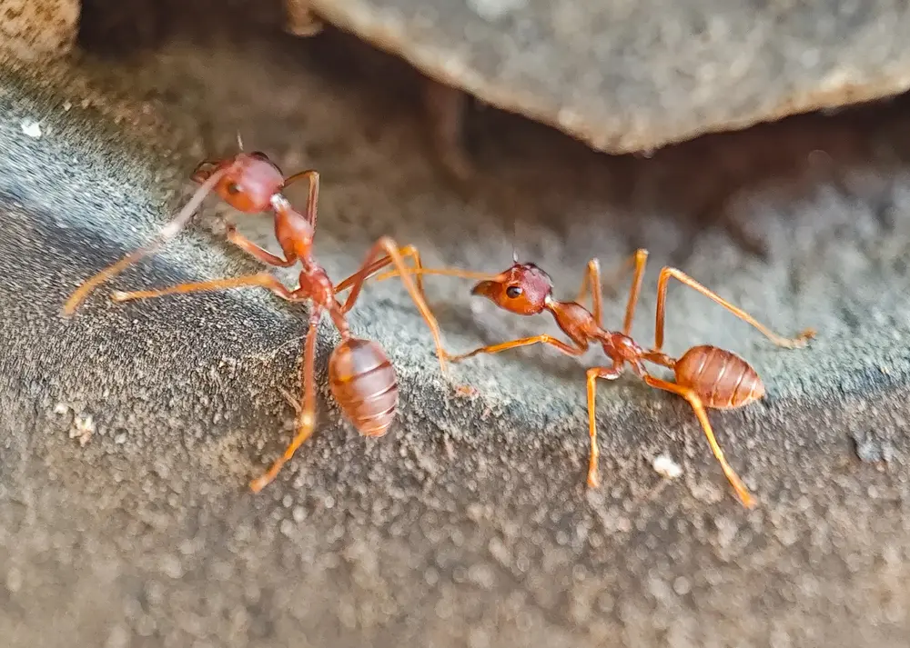 what are the different types of ants in maine