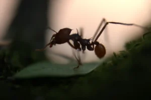 what are the different types of ants in maine?