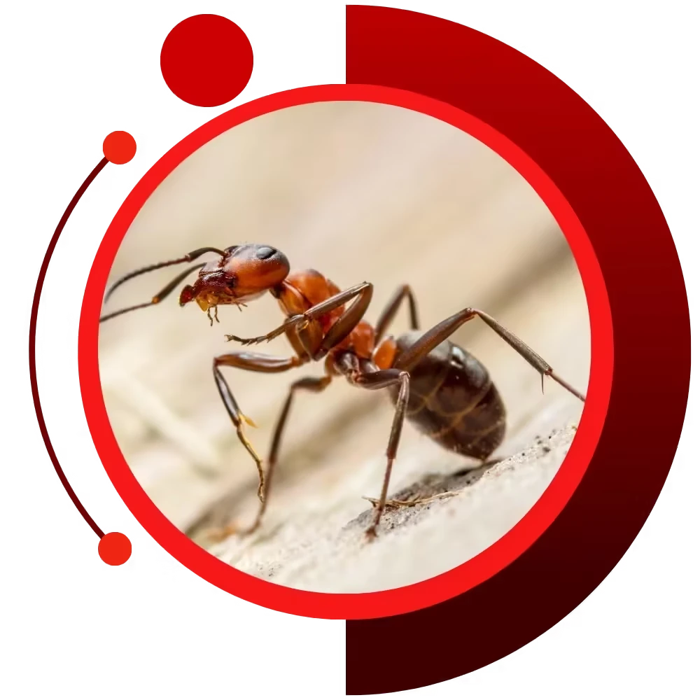 exterminator gardiner maine