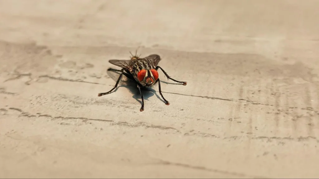why there are many flies in my house this fall