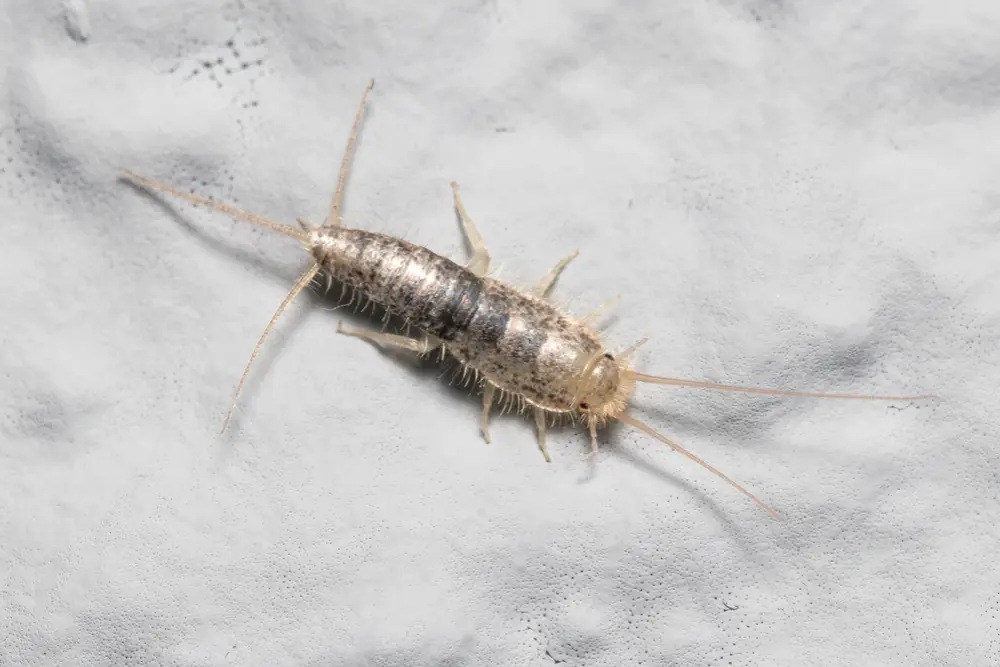 silverfish come from?