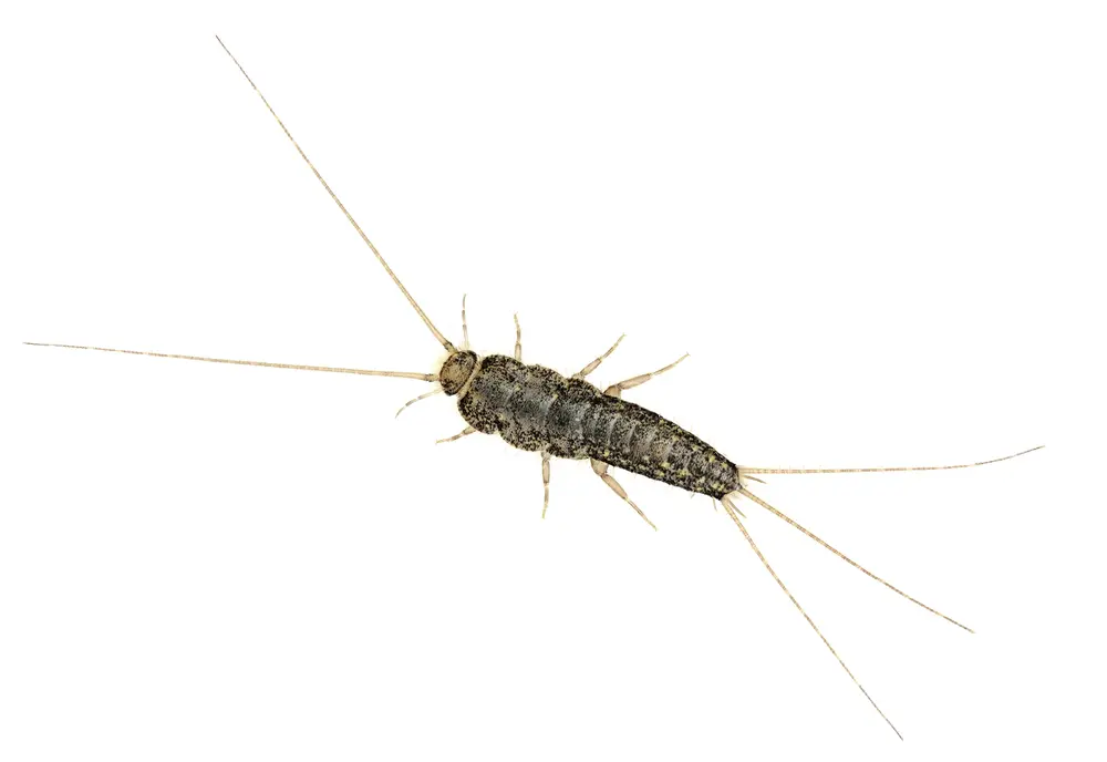 silverfish come from