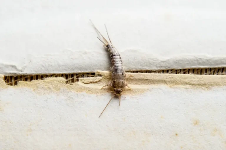 where do silverfish come from?