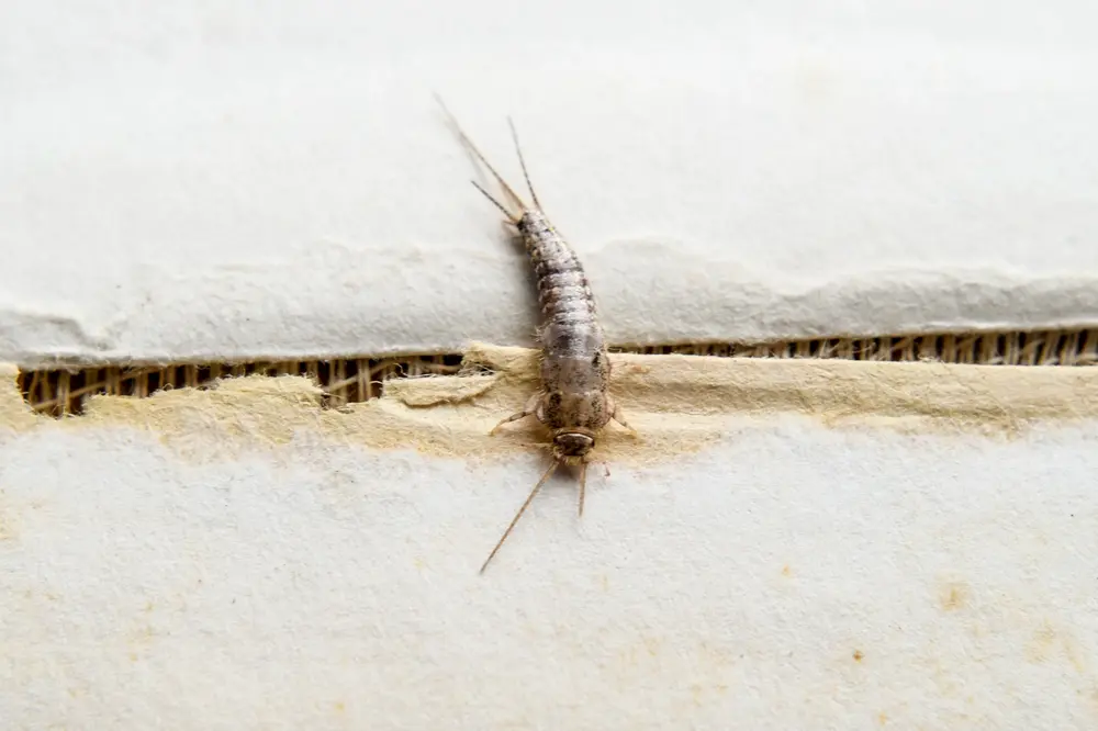 where do silverfish come from?