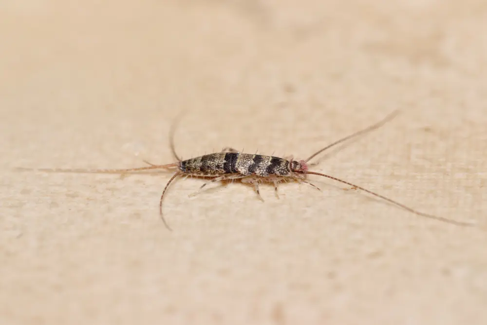 where do silverfish come from