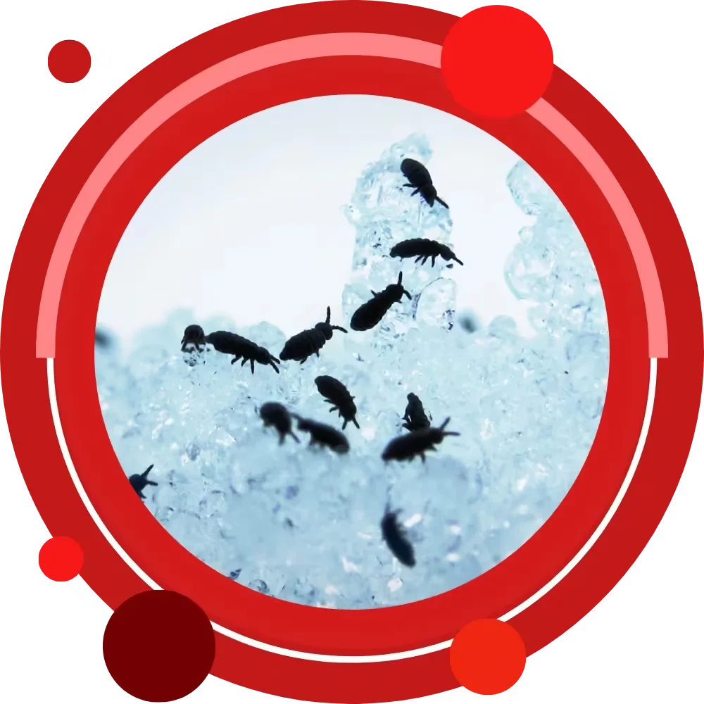 pest control bridgton maine solutions