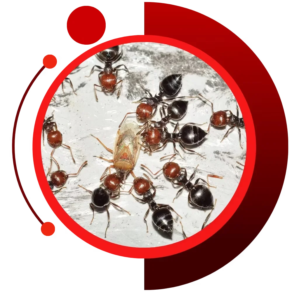 reliable pest control bridgton maine solutions
