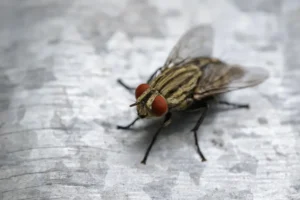 how to get rid of cluster flies this winter