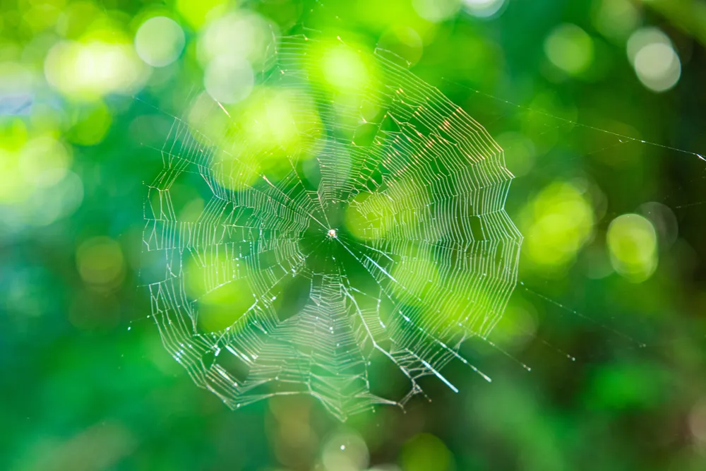 know about spider control in the winter