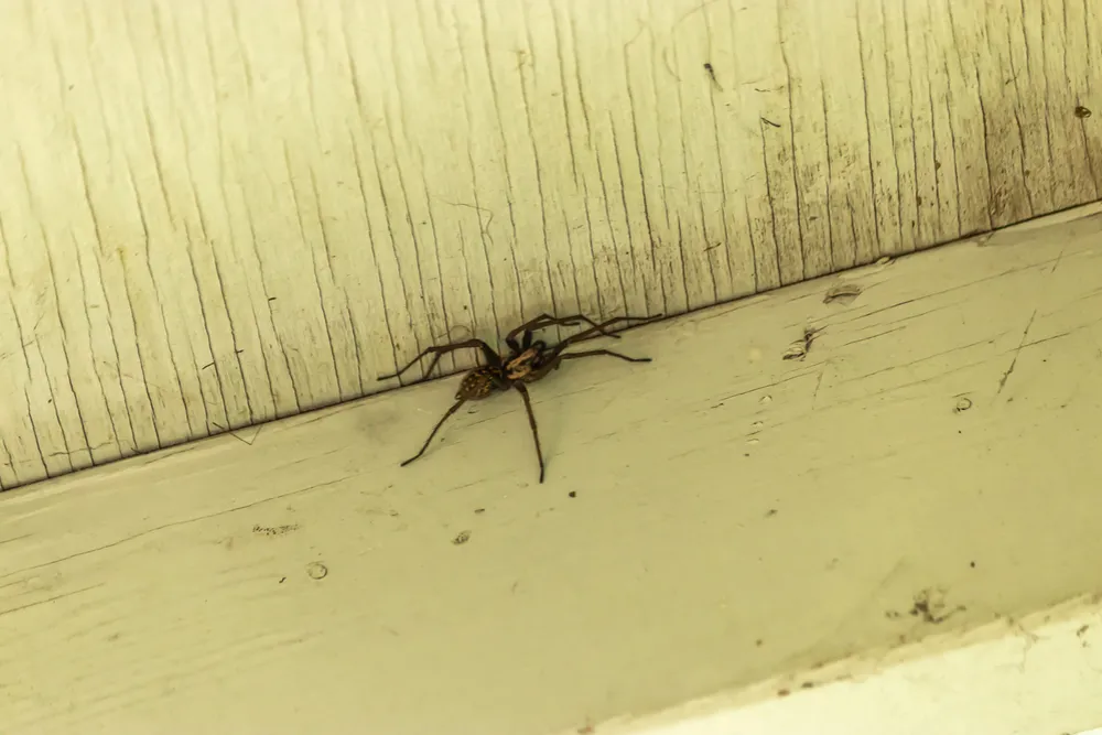 what to know about spider control in the winter?