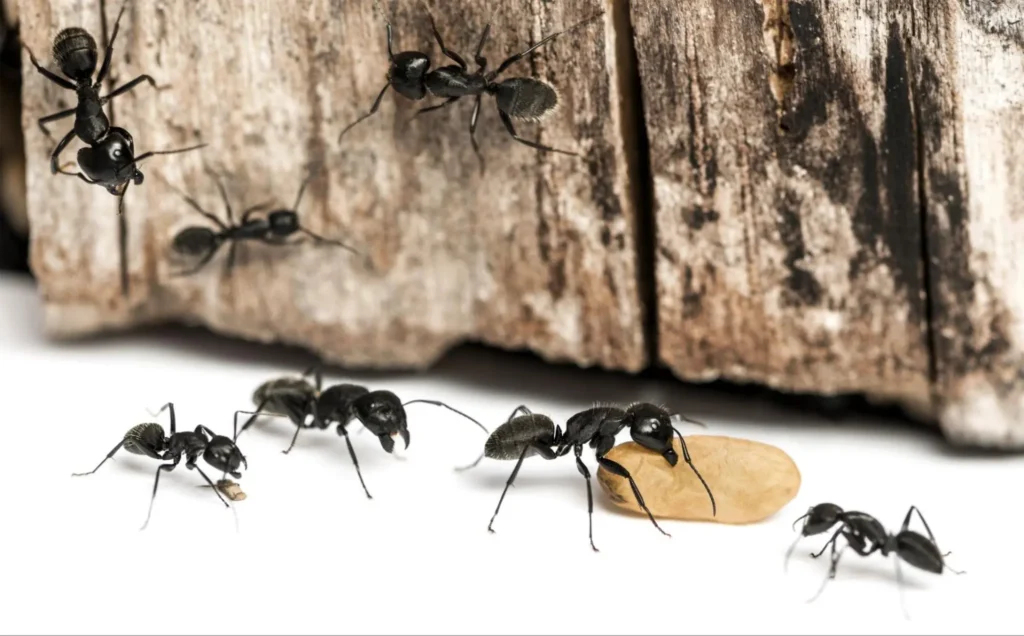 how to get rid of carpenter ants