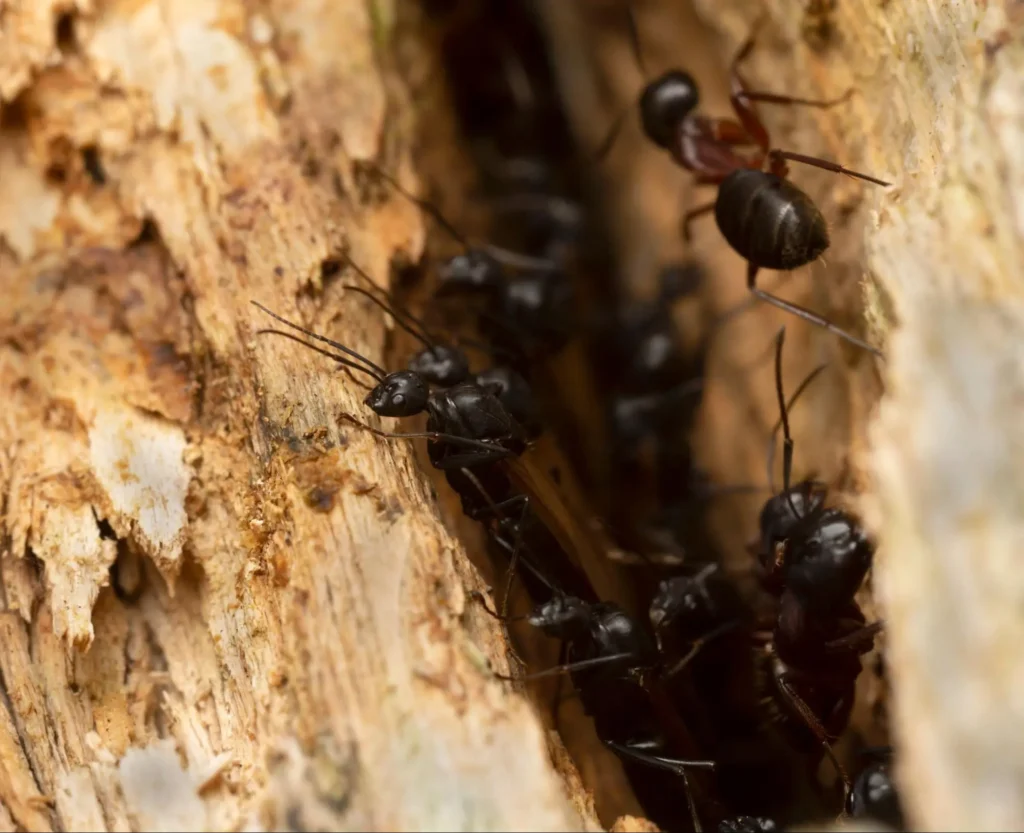 spring cleaning tips on how to get rid of carpenter ants