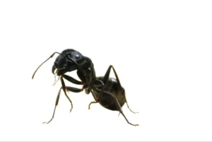 spring cleaning tips. how to get rid of carpenter ants