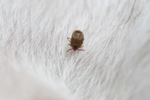 how to prevent flea and tick problems this spring
