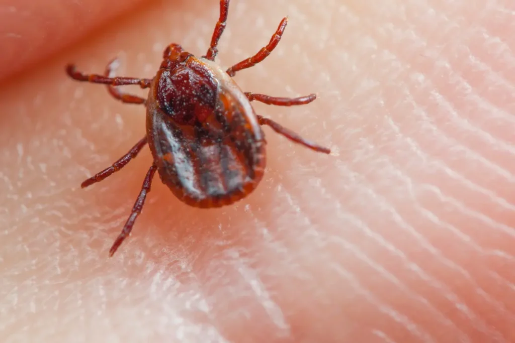 prevent flea and tick problems this spring